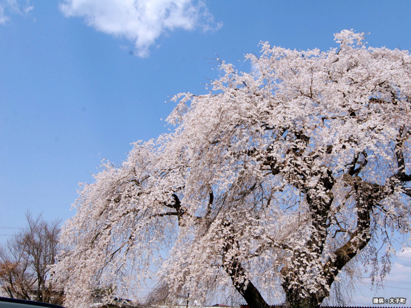 上岡のしだれ桜